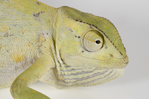 Close up of a Senegal Chameleon, Chamaeleo senegalensis.