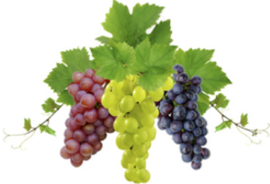 Tipos de Uvas