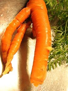 imagen de una zanahoria