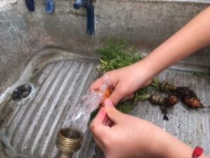 lavado de zanahorias