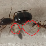 hormigas obreras alimentando a los huevecillos