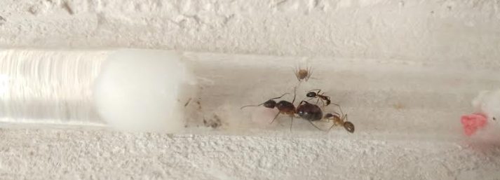 hormigas tipo camponate