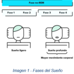 Fases del Sueño