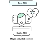Fase del Sueño REM