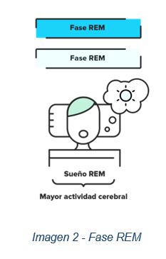 Fase del Sueño REM