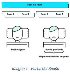 Fases del Sueño