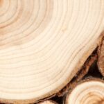 Foto 1. Fibra de celulosa