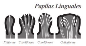 Fig. 3 Tipos de papilas linguales.