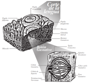 Fig. 2 Corte de la lengua y sus tejidos.