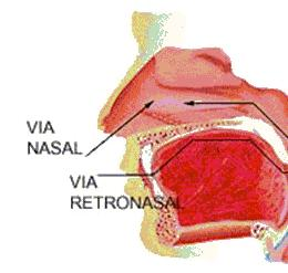 Fig. 7 Vía retronasal.