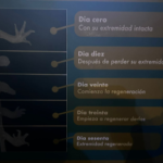 Tiempo de regeneración de extremidad