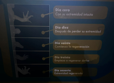 Tiempo de regeneración de extremidad