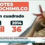 Censo de Ajolotes en Xochimilco