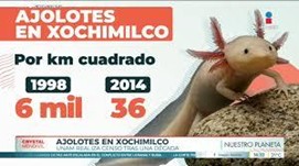 Censo de Ajolotes en Xochimilco